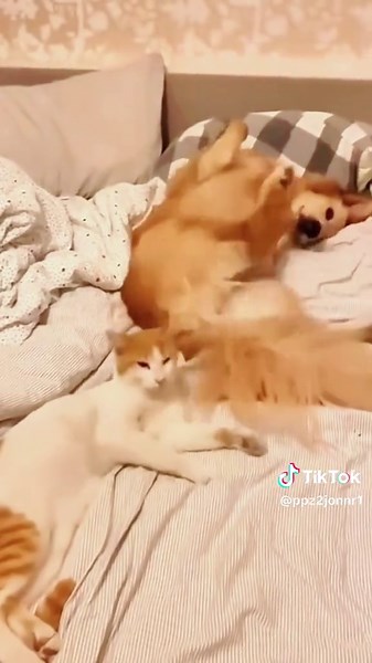 Funny Cat Fails That Will Make You Laugh