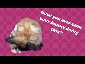 Identifying Types of Rabbit Poop