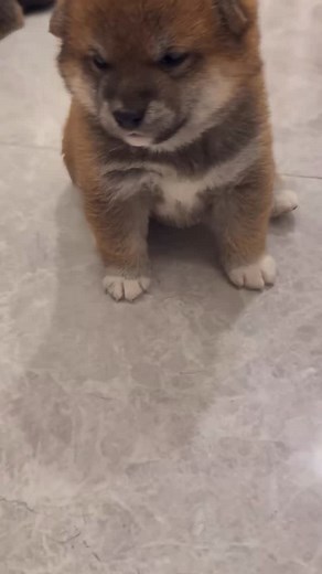 🥹🫠😍 . . . . #animallovers #adorablepets #petlife #petoftheday | Critter Charmers