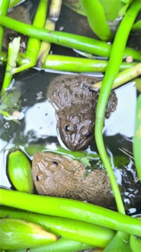 Wow frogs #shorts #frog