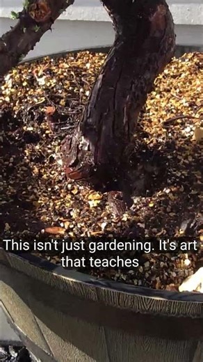 Caring for Living History: The Art of Juniper Bonsai 🌳✨​