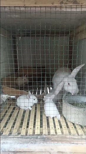 The first five baby New Zealand White rabbits #rabbits #animals #meatrabbits #newzealandrabbits