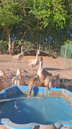 Les Canards Appleyard 😍🦆