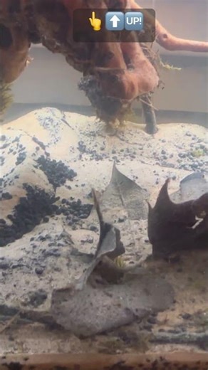 Detritus Worms 🪱#kpop #aquarium #substrate