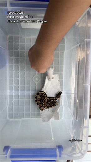 Hi everyone! Introducing my first ball python—and her first meal under my care. 𝑴𝑨𝑮𝑷𝑨𝑯𝑼𝑳𝑨 𝑲𝑶 𝑭𝒐𝒓 200 𝒑𝒆𝒔𝒐𝒔 𝒗𝒊𝒂 𝑮𝑪𝒂𝒔𝒉: 𝑾𝒉𝒂𝒕’𝒔 𝒕𝒉𝒆 𝒏𝒂𝒎𝒆 𝒐𝒇 𝒎𝒚 𝒃𝒂𝒍𝒍 𝒑𝒚𝒕𝒉𝒐𝒏 (𝒇𝒆𝒎𝒂𝒍𝒆)? Two tries per person! Make sure to share, like, and dapat nakafollow sa akong Facebook page! I’ll declare the winner later 10 P.M stay tuned, and paunhanay ni! #ballpython #ExoticPet | Ralph Brian