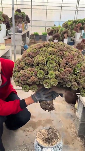 Huge Old Succulent: You Won't Believe the Size!