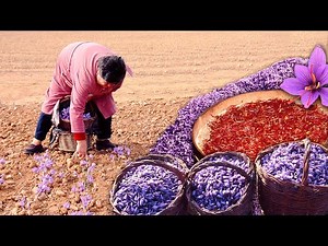 Saffron, the "red gold" of gastronomy. Cultivation, harvesting and manual extraction of this spice