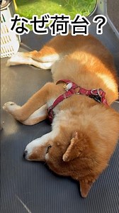 7/15/26 Rikimaru is stretched out in the cargo bed... #ShibaInu #shibainu #LifeWithAShibaInu #Shi...