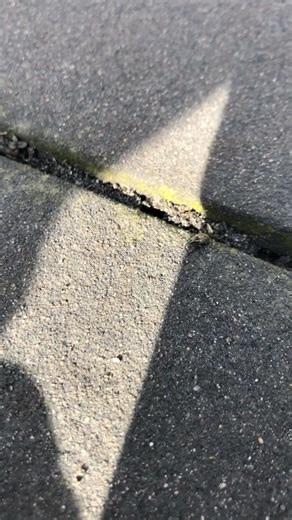 What is this insect? This is not an Ant… What is it? #ants #insects