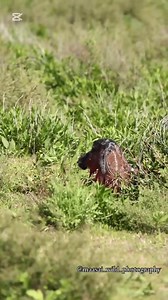 419K views · 5.1K reactions | This incredible moment was captured at...