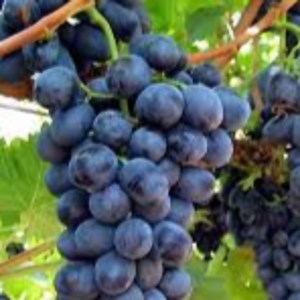 thegrapeman - Twitch