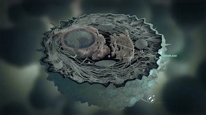 The Cell: the unit of Life