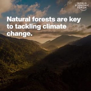 65 reactions · 23 shares | What role do trees really play in fighting climate change? Ecologist Professor Tom Crowther explains. Learn more about how growing trees for the climate must also benefit biodiversity on the World Economic Forum’s podcast, Radio Davos: https://ow.ly/5W9G50QjLqb 1t.org | World Economic Forum | Facebook