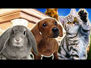 ANIMALS - Coffin Dance Song (COVER)