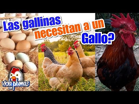 Do chickens lay eggs without a rooster? Yes or No | and I'll show you the progress of the chicken...