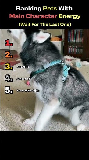 Ranking Pets With Main Character Energy!