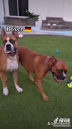 El Fascinante Mundo del Bóxer: Origen, Características y Cuidados