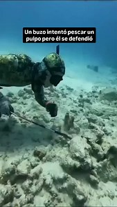 4.9K views · 176 reactions | La capacidad cognitiva de los pulpos es...