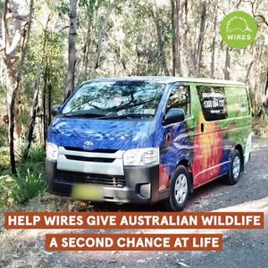 WIRES Emergency Response Team undertake difficult and lifesaving wildlife rescues across Australia. With fully equipped Wildlife Ambulances, WIRES provide critical rescue support to regions of New South Wales, Queensland and Tasmania. Through your support, WIRES can give more vulnerable Australian animals a second chance at life in the wild. Donate ▶️ https://bit.ly/Support_Wildlife_2023 #WIRESWildlifeRescue #ERT | WIRES