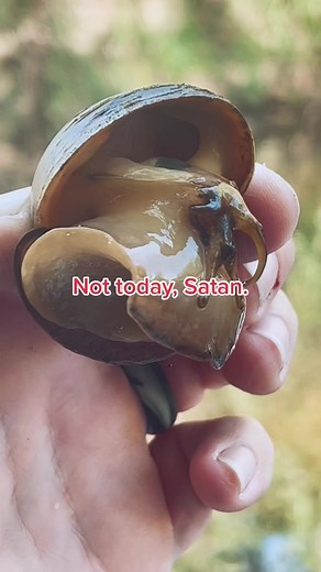 Invasive Apple Snails: The Native Apple Snail Solution