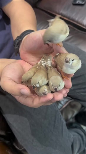 Cute and Playful Pearl Birds Captured in Adorable Moments