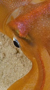 13K views · 133 reactions | Squid skin is spectacular. Cephalopods...