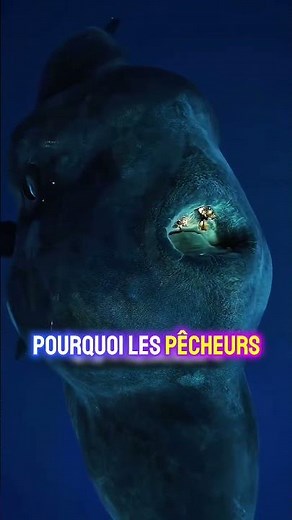 Le poisson le plus étrange de l’océan #marriageproposals