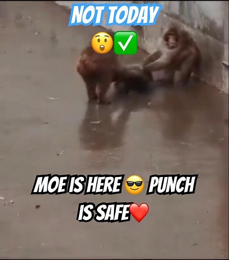 Momiage protects Punch! Instant slap to Kotora-chan 🤣💪 #punchmonkey #zookeeper