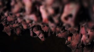 Bat Birth Caught On Camera for First Time | Nature
