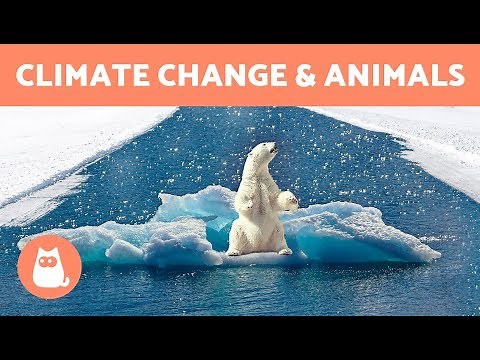 How CLIMATE CHANGE Affects ANIMALS ⚠️ Causes and Solutions