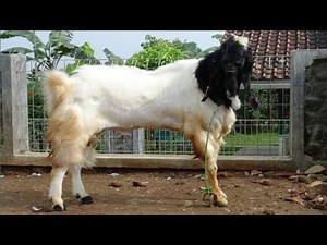 Kambing etawa super,milik mas budi harga 7 juta