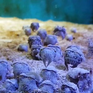 45K views · 926 reactions | Alien? Sepia pharaonis © C.E. Fish...