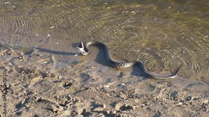 Snake on river bank, it opens its mouth and swallows fish. Stock Video