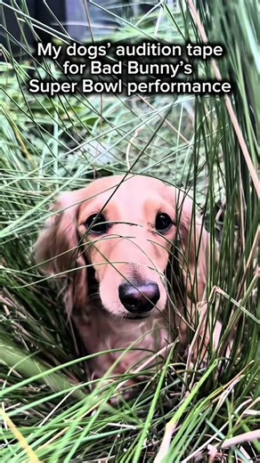 DogsTV Vibes | Before That – Dogs Vibing to the Music Vibe 🎶 🐶 #dogstv #puppylove