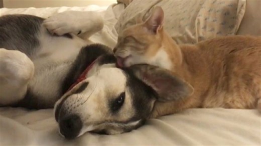 Cat Has Been Raising Dog Since Puppyhood And Licks Her Every Night Before Going To Bed