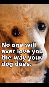 109K views · 4.5K reactions | We love poodle #poodle #doglover | About Poodle | Facebook