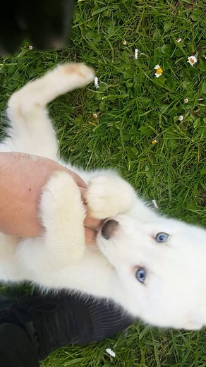 KATIEBROOKE KENNELS POMSKY SPECIALISTS IRELAND Price €1500 F1B #pomsky puppy ALLISON Blue Eyes x Female x All White x www.katiebrookekennels.com Like, Comment and Share :) Call Denis 00353 86 025 8892 for more info or contact us via our website #Pomeranian #siberianhusky #instalikes #picoftheday #dog #puppyeyes #puppylove #puppylife #puppiesofinstagram #huskypuppy #husky #dogs #family #pomskypuppy #pomskyofinstagram #puppy #tiny #cute #cutnessoverload #puppylover #puppystagram #pomskypuppies #li