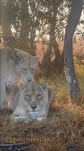 Lionesses mock mounting each other is social bonding & hierarchy within the pride..