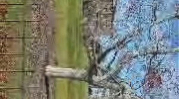 Live with Loud MacLeod