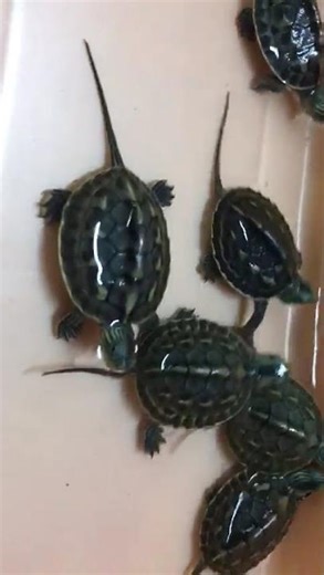 # turtle # JDR rabbit farm ##