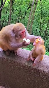 53K views · 478 reactions | #animalconservation #wildlifelovers #monkey #love #animals #zoo #art #nature #cute #photography #photooftheday #fun #instagood #animal #travel #monkeys #wildlife #newyork #naturephotography #picoftheday #gorilla #monkeysofinstagram #primate #animalphotography #funny #florida #instapic #dogsofinstagram #dog #usa | Unofficial: Mr Funny | Facebook