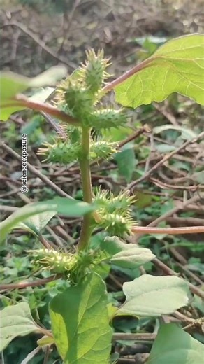 Xanthium strumarium| rough cocklebur #plantsofindia #medicinalplants #naturephotography #yttrending