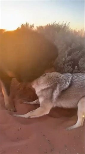 Desert Showdown: Tibetan Mastiff vs. Coyote! #wildlife #animals