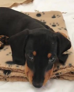 456K views · 24K reactions | Kransky has the hiccups!  Instagram: @kransky_theminisausage | Sausage Dog Central | Facebook