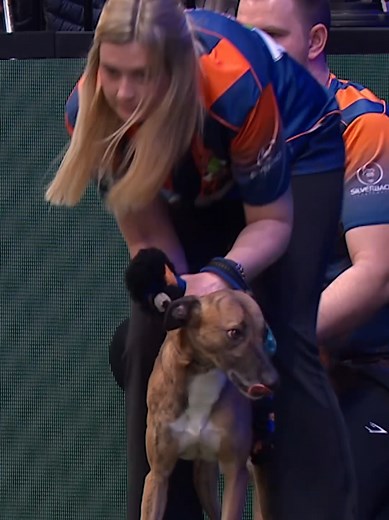 Exciting Flyball Action at Crufts 2026