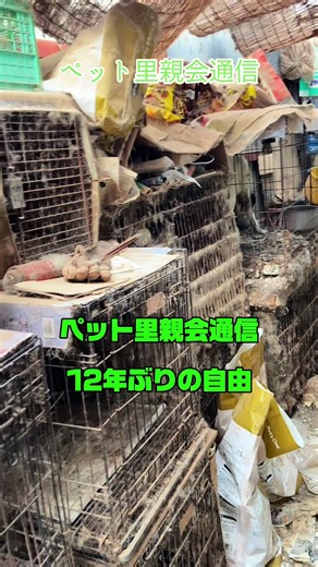 犬譲渡会でのペットとの出会い