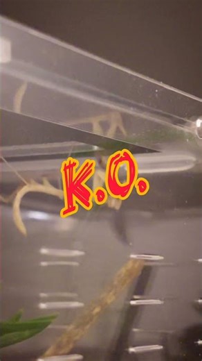 #vlog : Fly VS Mantis