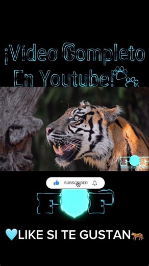 The Incredible Strength of the Siberian Tiger