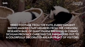 13 Panda Cubs at Chinese Conservation Center Gather to Celebrate the End of 2022 — Watch Now!