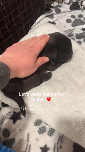 Willow Dove Pugs on Instagram: "My tiny 10 week old girl who I call Pip 🖤 #pugsofinsta #pugsofig #pugpuppy"